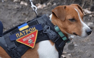 Ukrajinský psí hrdina Patron dostal medaili od prezidenta Zelenského za nalezení více než 200 min.