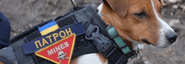 Ukrajinský psí hrdina Patron dostal medaili od prezidenta Zelenského za nalezení více než 200 min 
