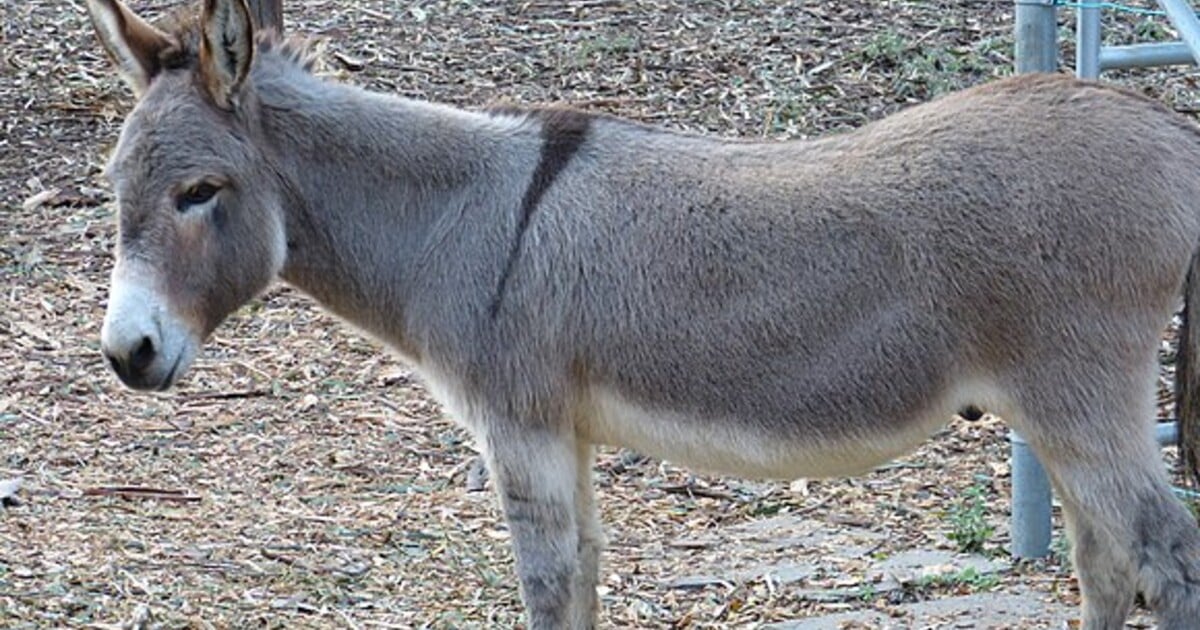 Zemřel slavný osel Perry, bylo mu 30 let. Inspiroval postavu Oslíka ze Shreka