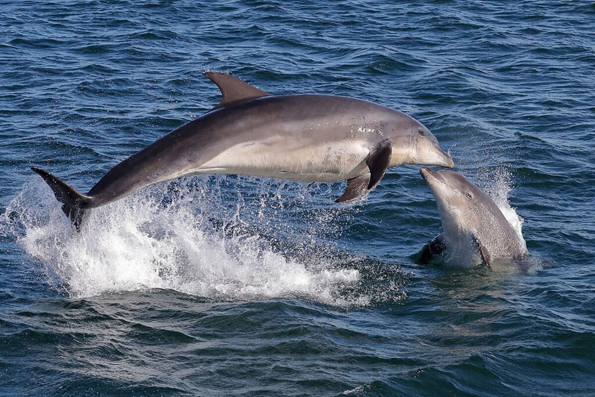 delfíny 