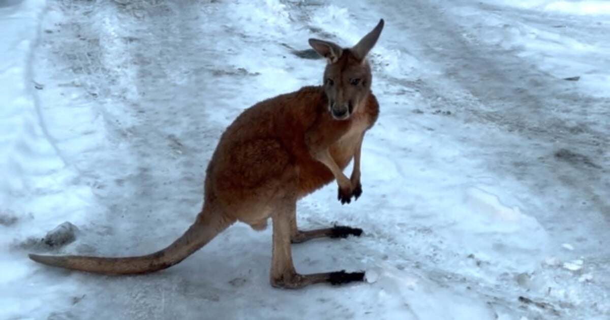 VIDEO: Česká policie na silnici naháněla klokana. Utekl ze zoo