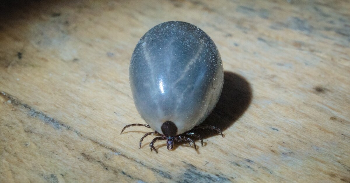 ČHMÚ varuje: V Česku hrozí mimořádná aktivita klíšťat. Tato mapa ti ukáže, kde si dát největší pozor