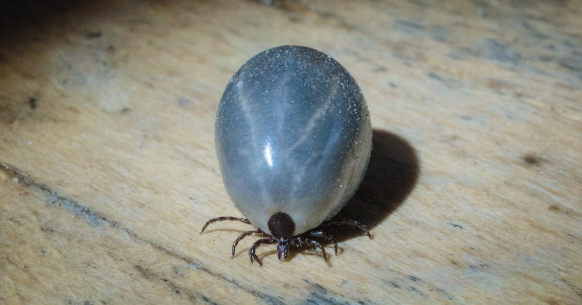 MAPA: Pozor na klíšťata! V celém Česku je jejich aktivita na nejvyšším stupni