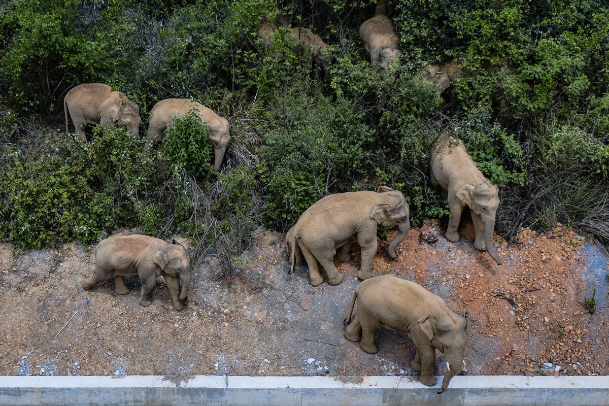 Migrujúce stádo 15 slonov spôsobilo škody v niekoľkých dedinách na juhozápade Číny a zničilo približne 56 hektárov úrody.