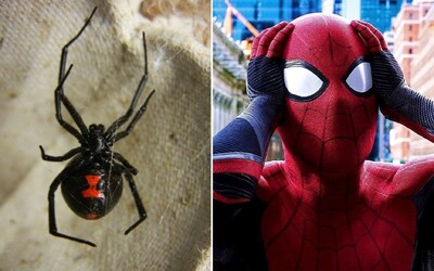 8-ročný chlapec a jeho bratia chceli schopnosti Spider-Mana. Nechali sa pohrýzť čiernou vdovou.