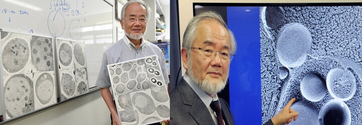 První Nobelovu cenu dnes získal japonský vědec Jošinori Ohsumi. Objasnil proces, jak se buňky opravují