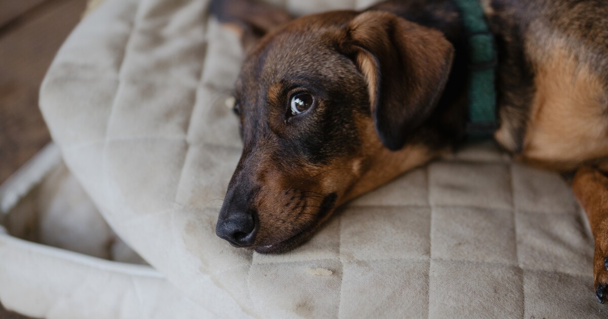 S bojem proti štěnicím ve Velké Británii pomáhají speciálně vycvičení pejsci