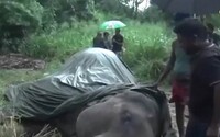 18letý slon zahynul poté, co musel ve vedrech nést skupiny turistů. Zemřel na vyčerpání