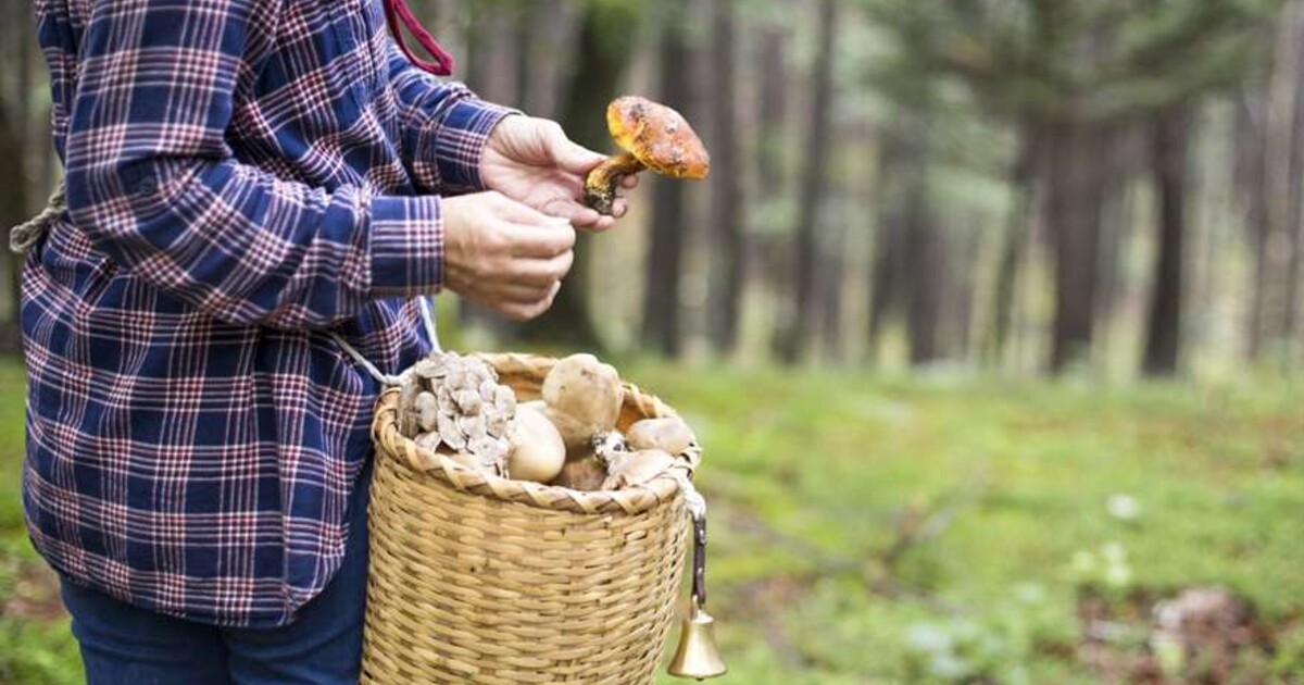 Která muchomůrka zabíjí a kterou houbu nesmíš kombinovat s alkoholem? Tohle se ti stane, když sníš jedovatou houbu