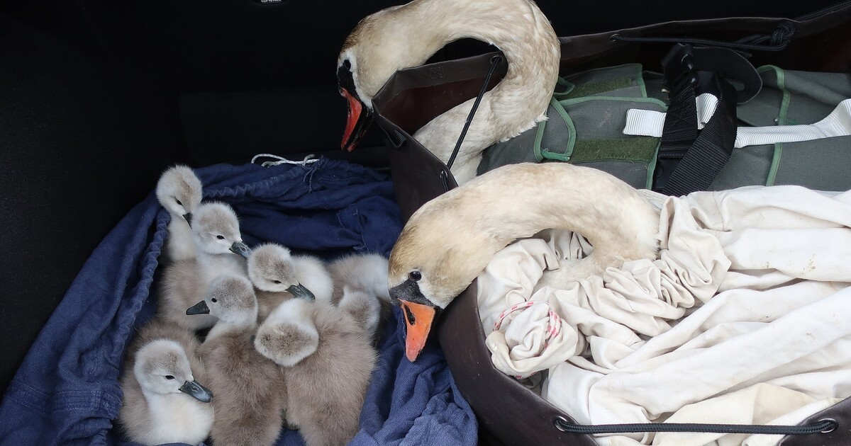 Labuťák chtěl zastavit vlak vlastním tělem a ochránit svou rodinku. Stálo ho to křídlo