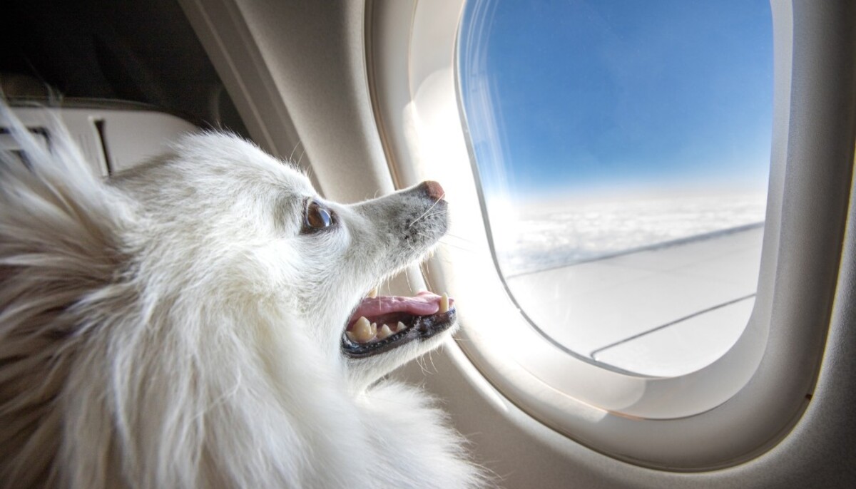 Zvieratá v lietadle nesmú byť za žiadnych okolností mimo prepravky.