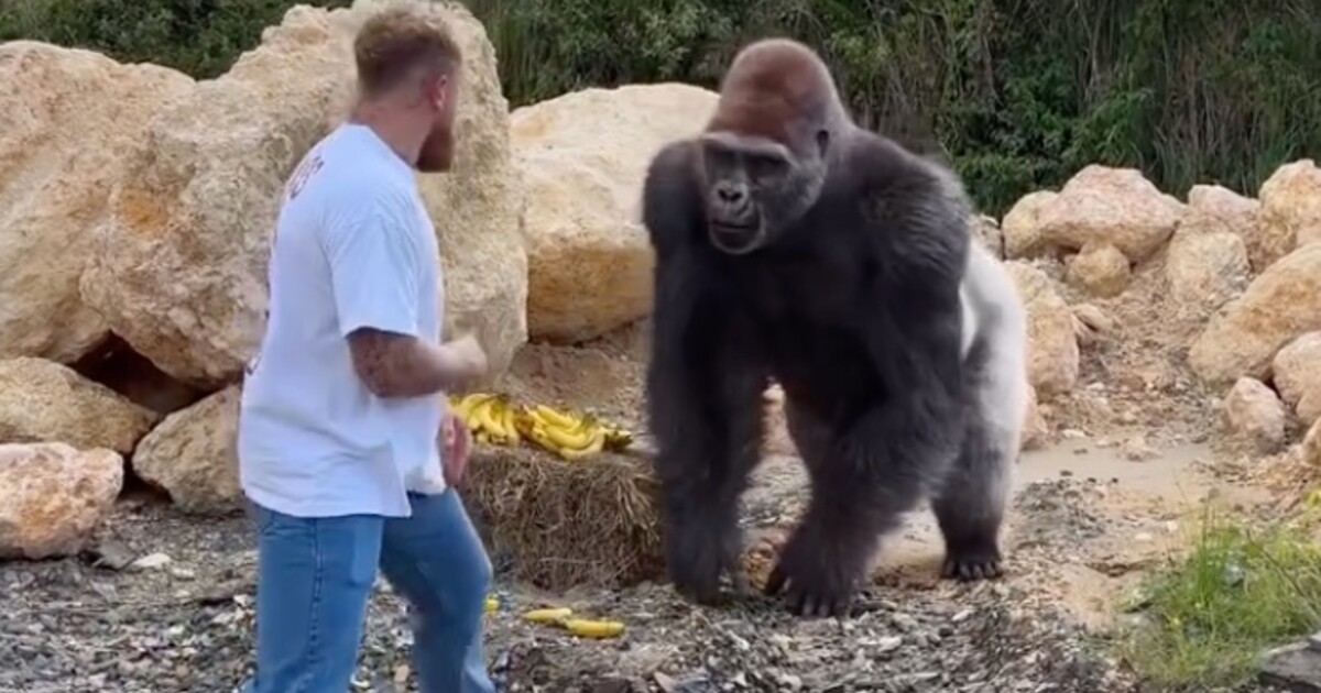 VIDEO: Jake Paul vyvolal svou novou kampaní rozruch. Bojuje s gorilou