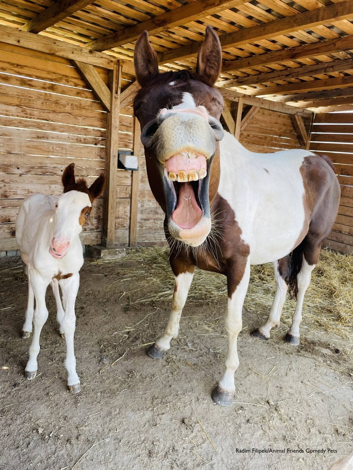 Comedy Pet Photo Award