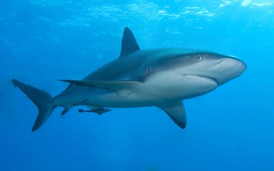 VIDEO: Ve Španělsku se objevil za poslední týden už třetí žralok. Český expert řekl, co to znamená.