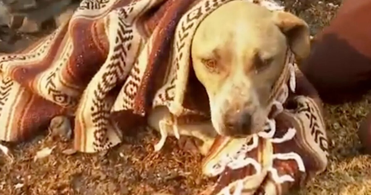 Dojemný příběh z ohnivého pekla v Los Angeles. Muž zachránil opuštěného psa před smrtí v plamenech