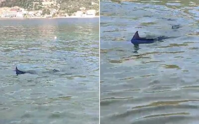 VIDEO: V chorvátskom Dubrovníku pláve zvláštna ryba s vytŕčajúcou plutvou. Pripomína žraloka, nie je však nebezpečná