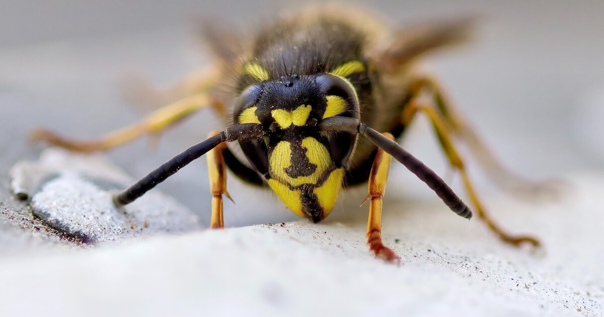 Letní sezóna 2025: co dělat při bodnutí hmyzem a co se stane, když spolkneš včelu s nápojem?