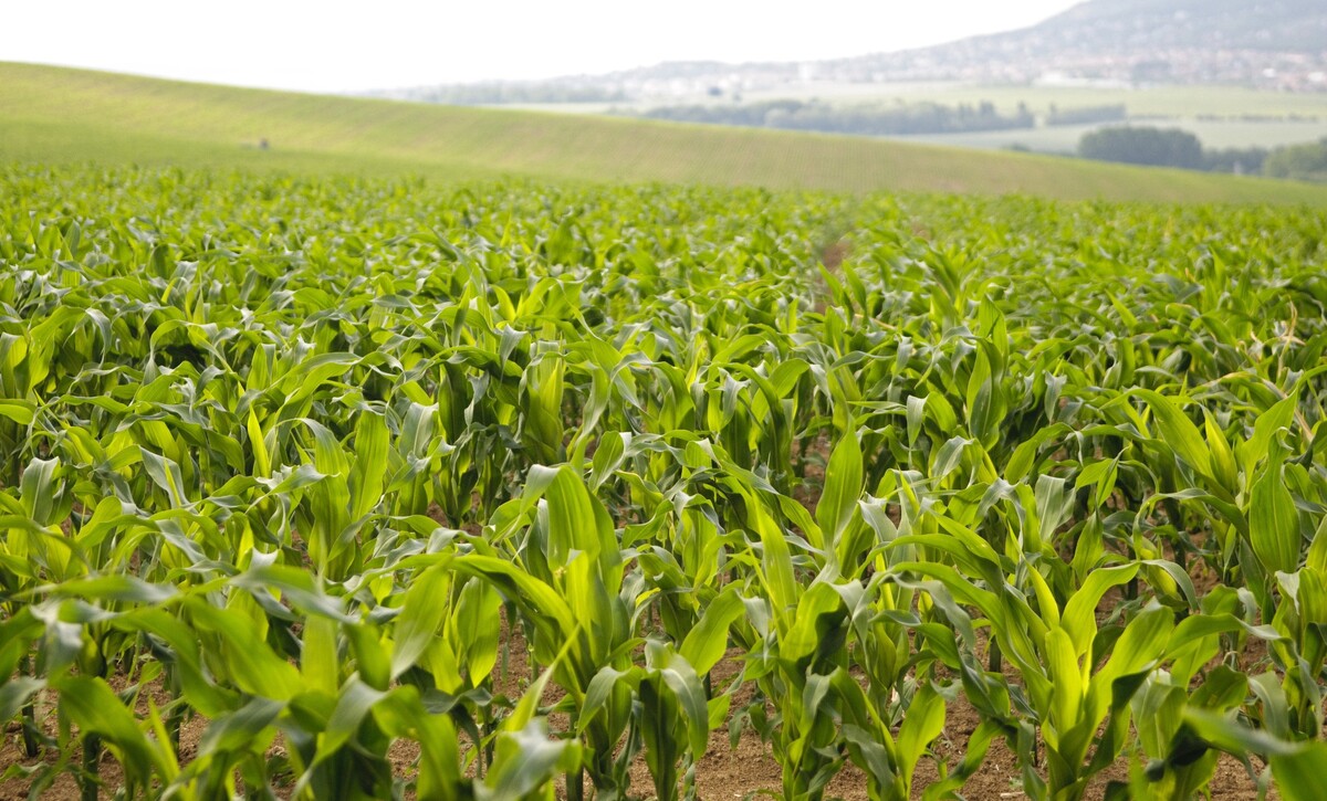 Ak bude globálne otepľovanie pokračovať súčasným tempom, výnosy kukurice klesnú do niekoľkých rokov takmer o štvrtinu. 