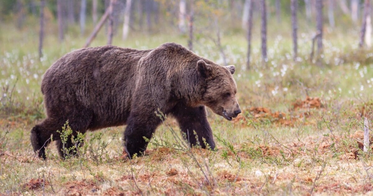 Zásahový tým na Slovensku usmrtil problémového medvěda. Jeho chování bylo podle odborníků rizikové