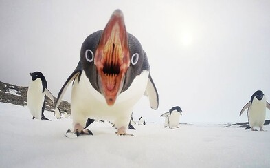 20 fotografií roku podle National Geographic. Dominovala roztomilá zvířátka, ale i momentky z přírody 20 fotografií roku podle National Geographic. Dominovala roztomilá zvířátka, ale i momentky z přírody