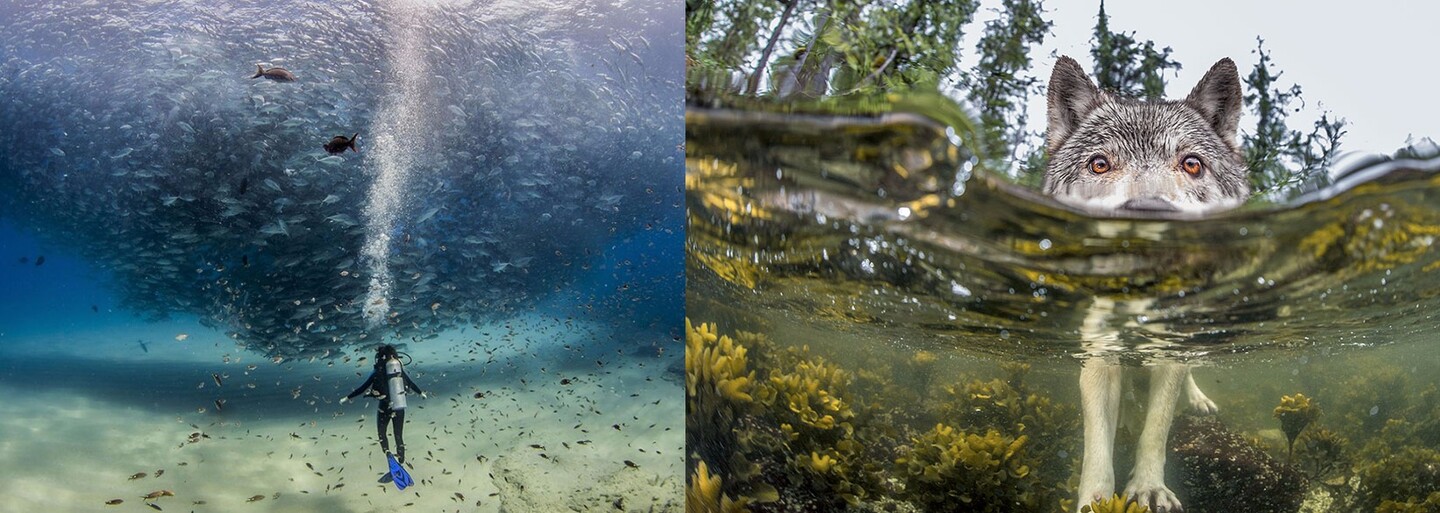20 fotografií roka podľa National Geographic. Dominovali roztomilé zvieratká, ale aj momentky z prírody
