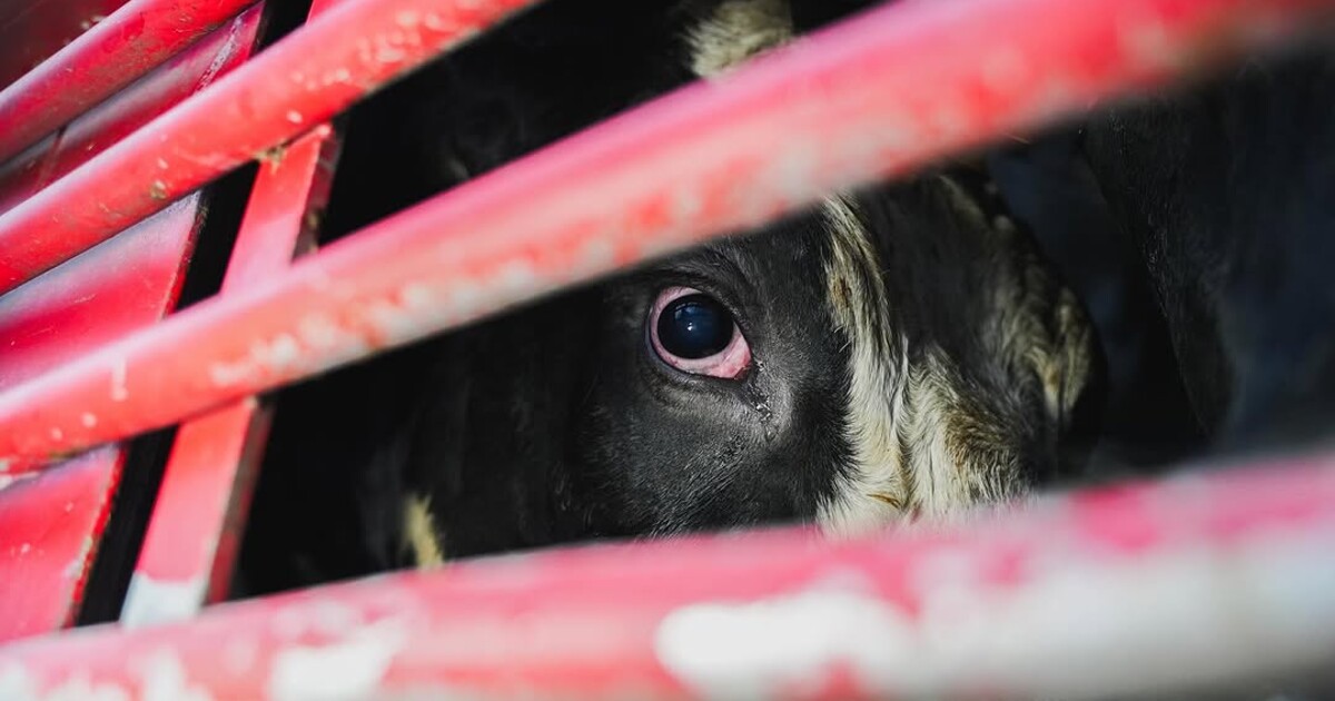 Jedny z nejvíce násilných praktik v Česku. Nové video ukazuje šílené podmínky v kravínech Mlékárny Kunín