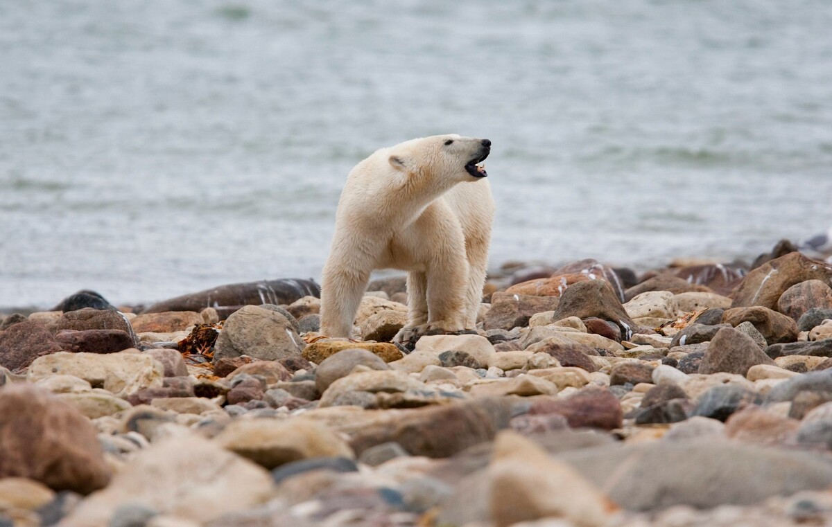 polárny medveď, ľadový medveď
