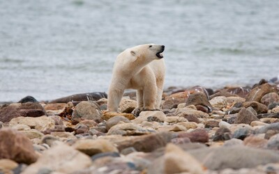 Počet ledních medvědů v Hudsonově zálivu v Kanadě rychle klesá. Před 50 lety jich bylo 1200, nyní jich je kolem 600.