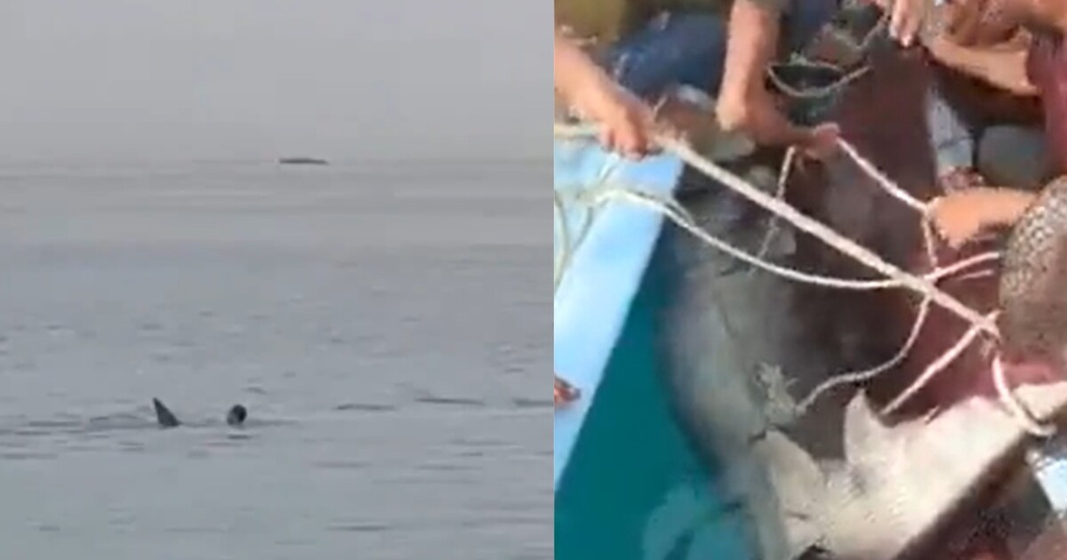 Egypťané oznámili, co udělají se žralokem, který zabil ruského turistu