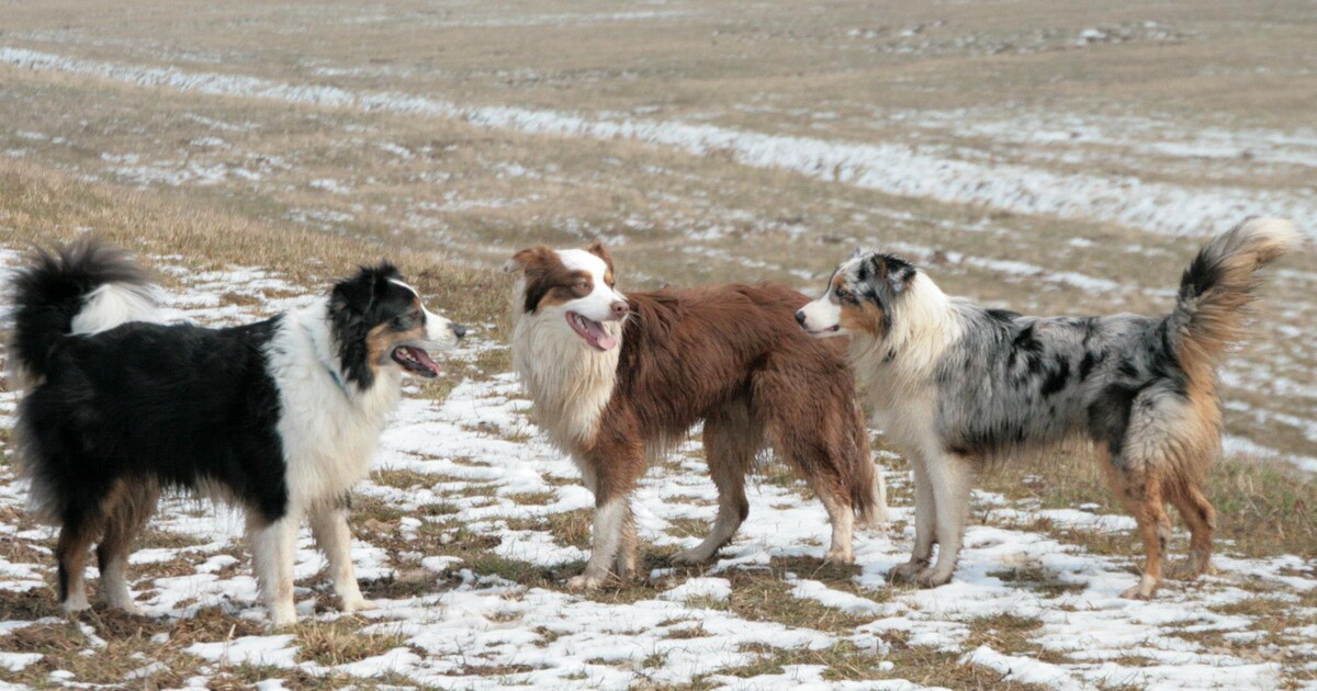 Australský ovčák překonal 241 km dlouhou cestu přes zamrzlé moře, aby se vrátil ke své rodině