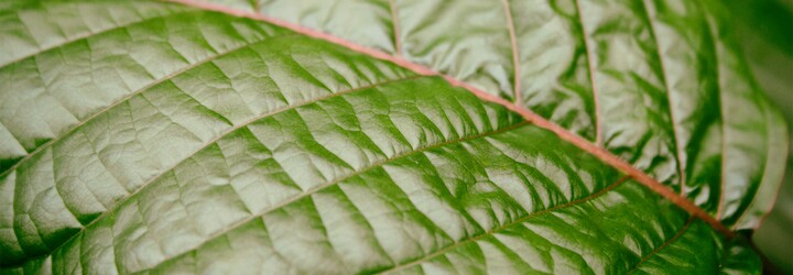 Působí euforicky, stimulačně i relaxačně. Je Kratom novodobá alternativa k alkoholu a marihuaně?