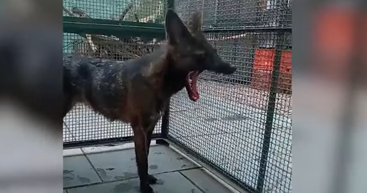 VIDEO: V Brazílii objevili „liškopsa“. Unikátní tvor ale v péči chovatelů náhle zemřel, jeho smrt je záhadou