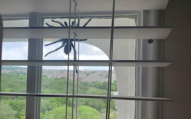 Dvojici zaskočila obrovský pavouk větší než lidská ruka na dveřích domu.