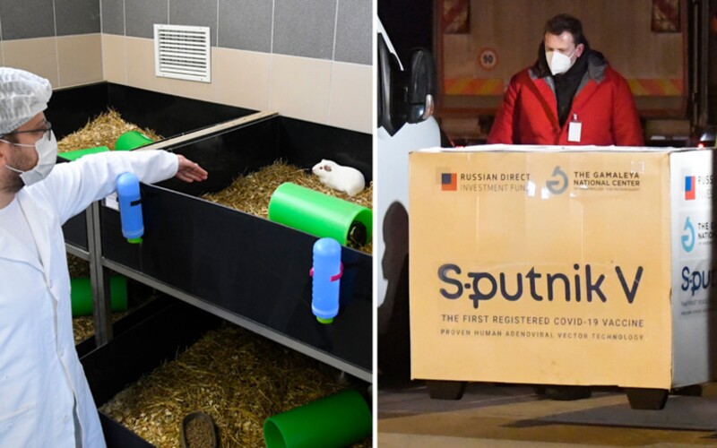 Myši a morčatá, na ktorých testovali ruskú vakcínu Sputnik V, skúšku prežili a neschudli.