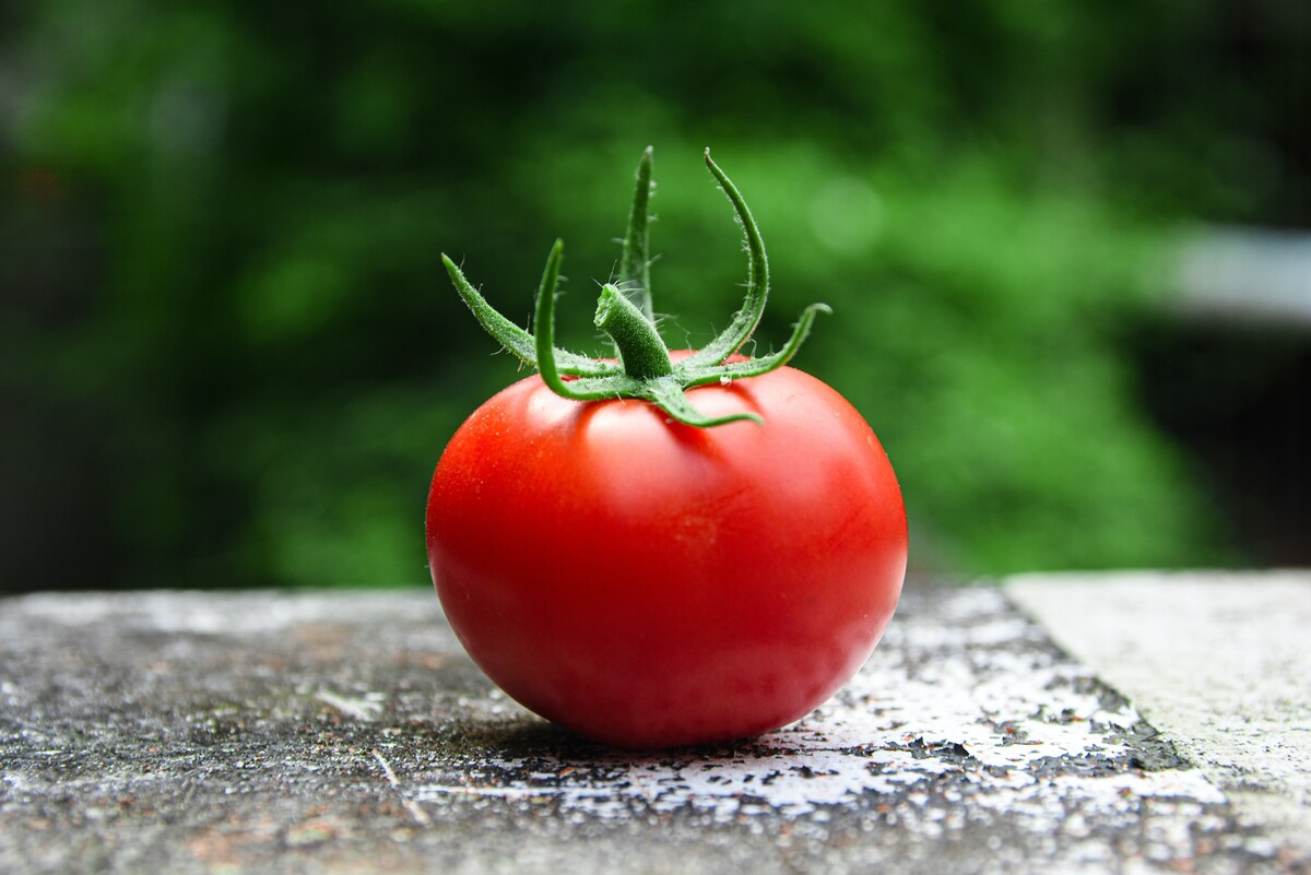 Pre paradajky je najlepším miestom kuchynská linka.