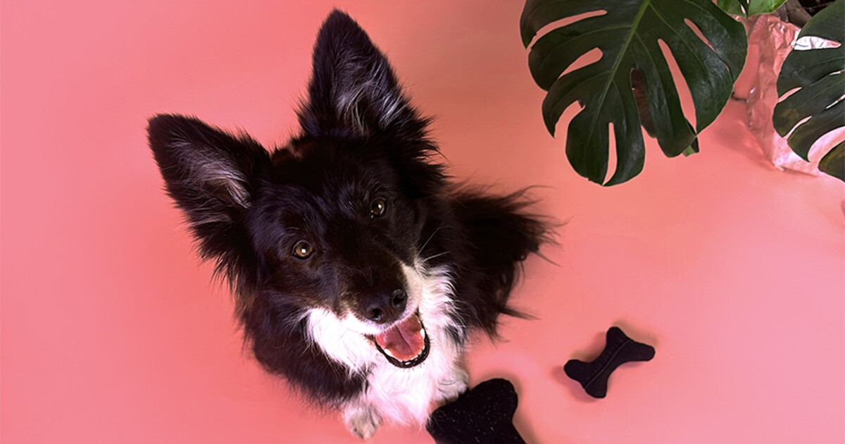 Použité oblečení se stává novým módním doplňkem pro domácí mazlíčky