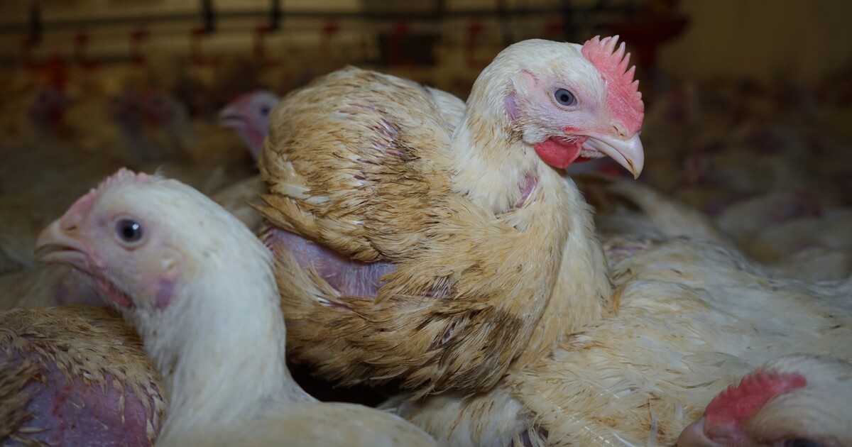 Supermarkety prodávají maso s nemocí, říkají obránci zvířat. Které obchody dopadly nejhůř?