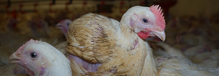 Milý Alberte, milá Billo – lidé píší supermarketům a žádají je o vánoční zázrak pro kuřata