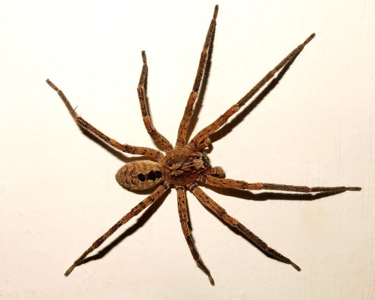 Zoropsis spinimana