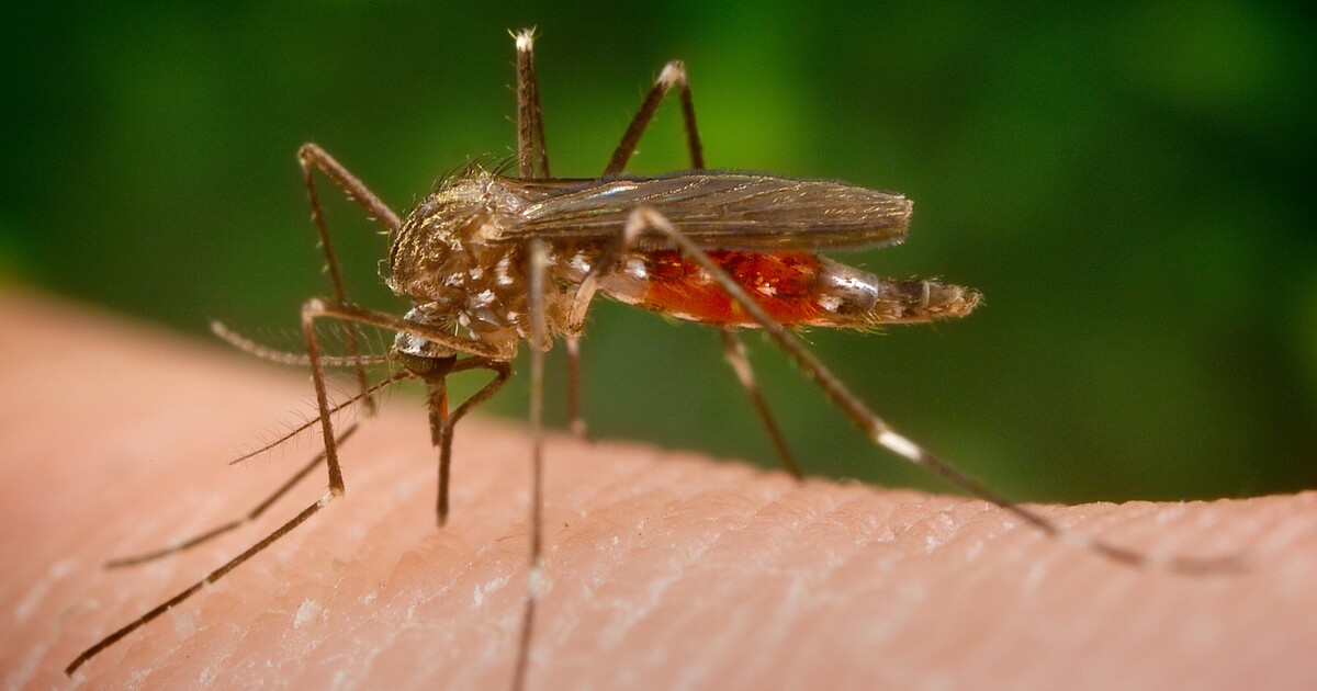 MAPA: V Česku je zvýšená aktivita komárů. Podívej se, v jakých krajích budou sát krev nejvíce