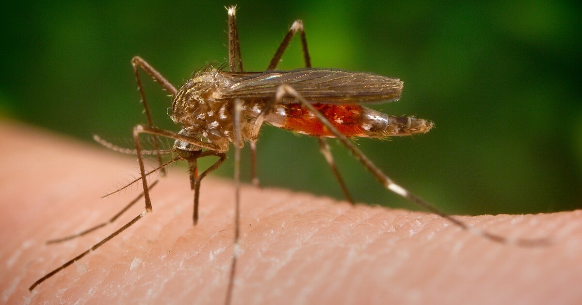 MAPA: Pozor na klíšťata a komáry, hrozí mimořádná aktivita. Podívej se, jak je na tom tvé bydliště