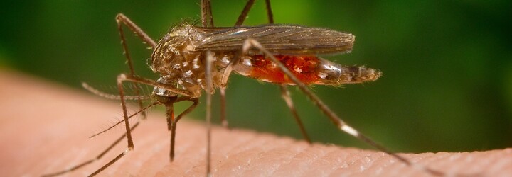 Štvou tě komáři? Dnes budou mimořádně aktivní ve většině Česka