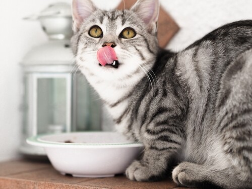 Přijdeš domů a vidíš, že kočka odtáhla misku s vodou daleko od misky se žrádlem. Jak si to vysvětlíš?