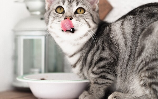 Přijdeš domů a vidíš, že kočka odtáhla misku s vodou daleko od misky se žrádlem. Jak si to vysvětlíš?