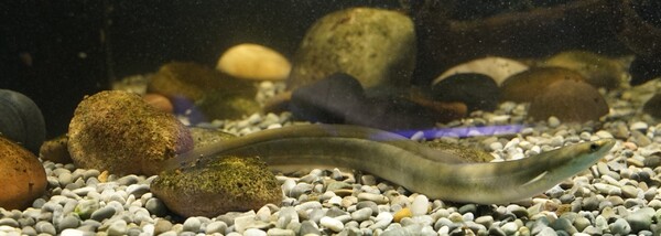 Vypadá spíše jako had, ale pořád je to ryba. Vzpomeneš si na její název?