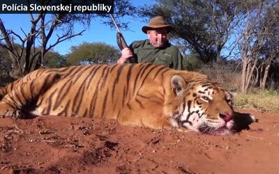 Ján v Afrike zastrelil tigra, ilegálne ho priviezol domov a vystavoval ho vo svojom dome. Teraz mu hrozí 5 rokov za mrežami.