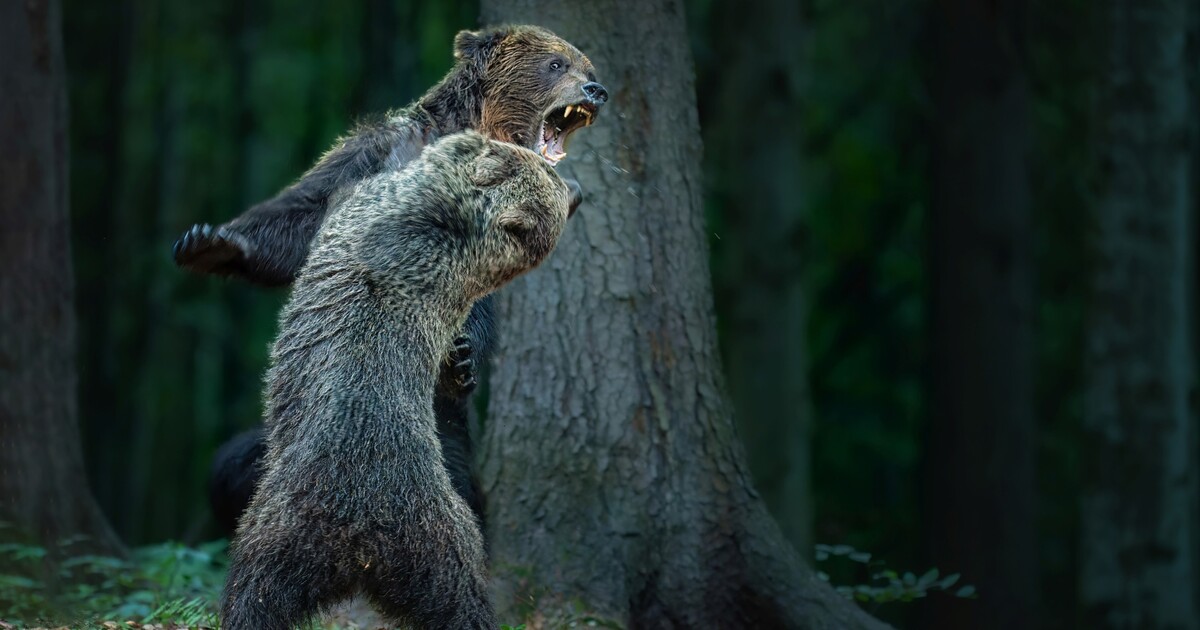 Obrazem: Soutěž Czech Nature Photo zná své vítěze. Tyhle snímky přírody okouzlily porotu