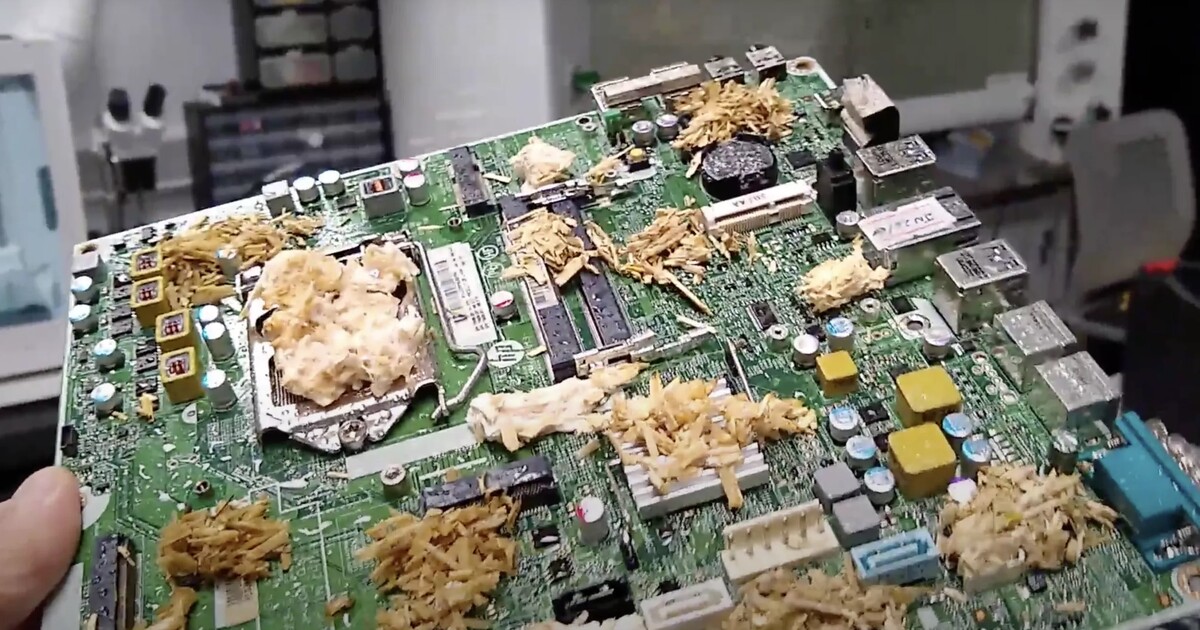 Ovládnou houby svět? Vědci vyvinuli živý počítač z hub