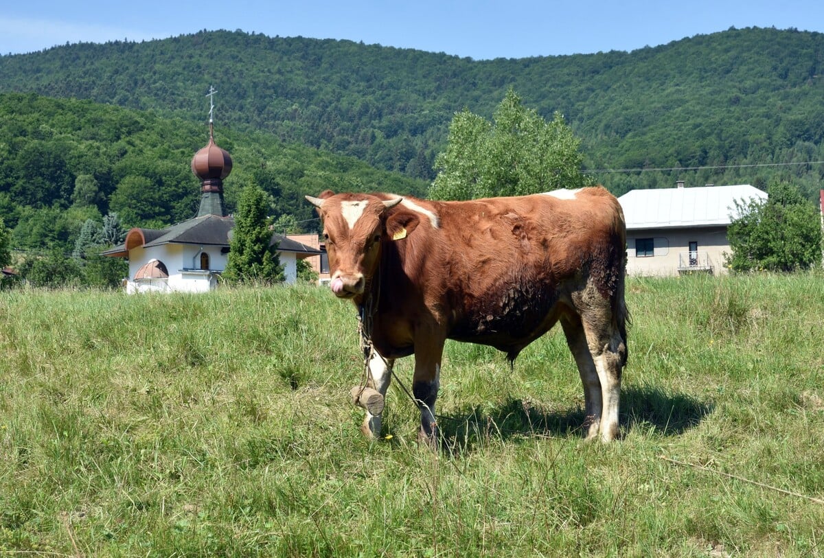 býk