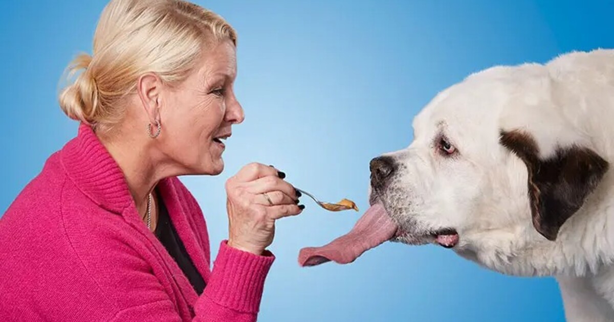 Kvíz na zvířecí rekordy: Kolika let se dožila nejstarší želva a který mravenec zabije i člověka?